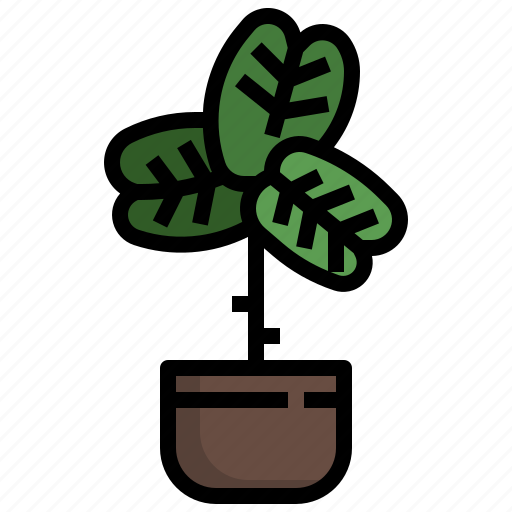 Fiddle, fig, autumn, ficus, plant, farming, gardening icon - Download on Iconfinder