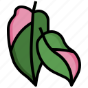philodendron, pink, princess, plant, garden