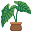 alocasia, rubber, plant, pot, gardening