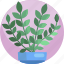 fern, green, house, indoor, leaf, plants, pot 