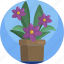 floral, flowers, growth, house, plants, potted, spring 