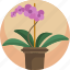 floral, flower, growth, house, plants, pot, young 