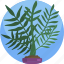 fern, green, house, interior, leaf, plants, vase 