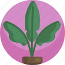 decoration, fern, green, house, indoor, leaf, plants 