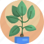decorative, fern, green, house, leaf, plants, pot 