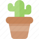 plant, plants, flower, pot