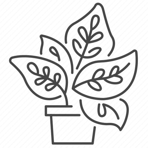 Botanical, plant, calathea, peacock, houseplant icon - Download on Iconfinder