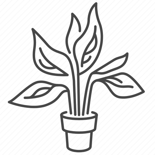 Botanical, plant, stromanthe, leaf icon - Download on Iconfinder