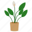 flower, plant, potted, spathiphyllum 