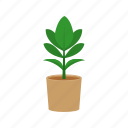 flower, plant, potted, rubber plant, ficus