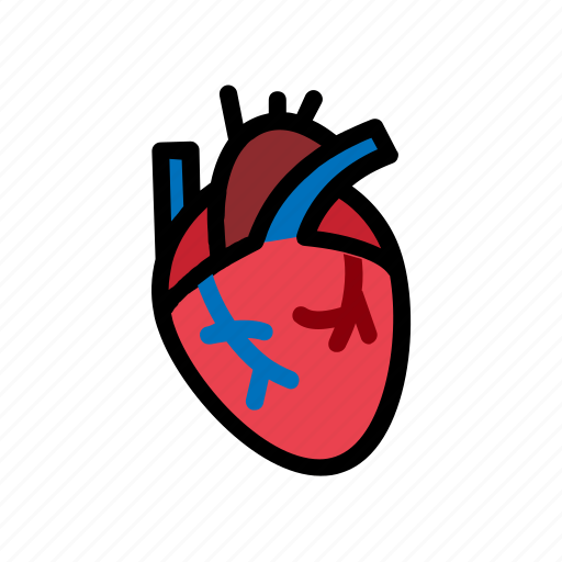 Heart, human, anatomy, blood, cardiology icon - Download on Iconfinder