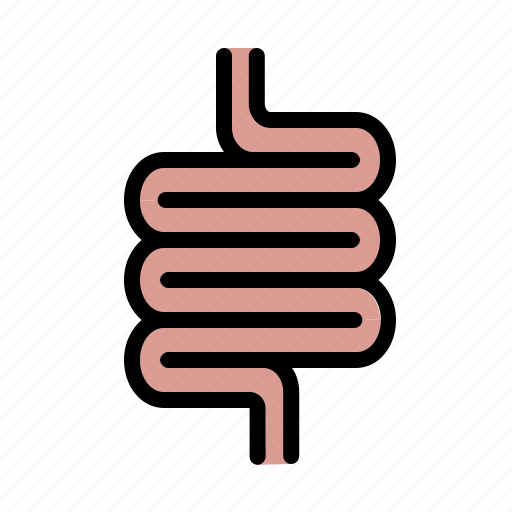 Human, abdomen, anatomy, digestive, stomach icon - Download on Iconfinder