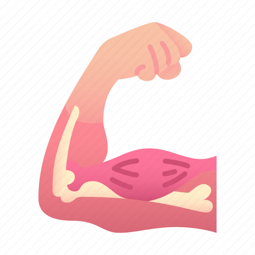 Arm, body, part, muscle, anatomy icon - Download on Iconfinder