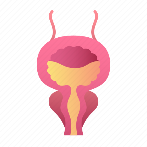 Bladder, urinary, organ, human, body icon - Download on Iconfinder