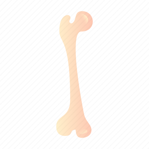 Bone, body, part, human, joint icon - Download on Iconfinder