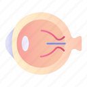 eye, eyeball, organ, anatomy