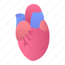 heart, organ, anatomy, transplant
