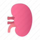 kidney, urology, organ, human, body