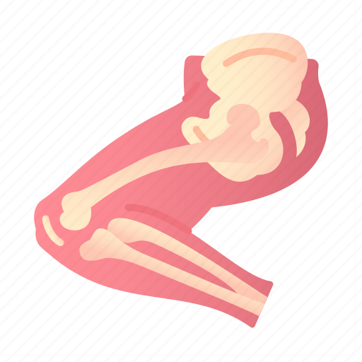 Leg, anatomy, bones, hip icon - Download on Iconfinder