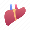 liver, organ, anatomy, body, part