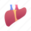 liver, organ, anatomy, body, part 