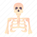 skeleton, body, part, bones, skull