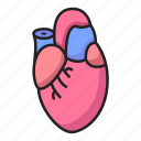 heart, organ, anatomy, transplant