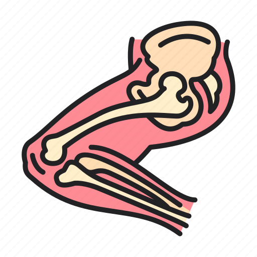 Leg, anatomy, bones, hip icon - Download on Iconfinder