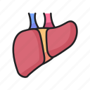 liver, organ, anatomy, body, part