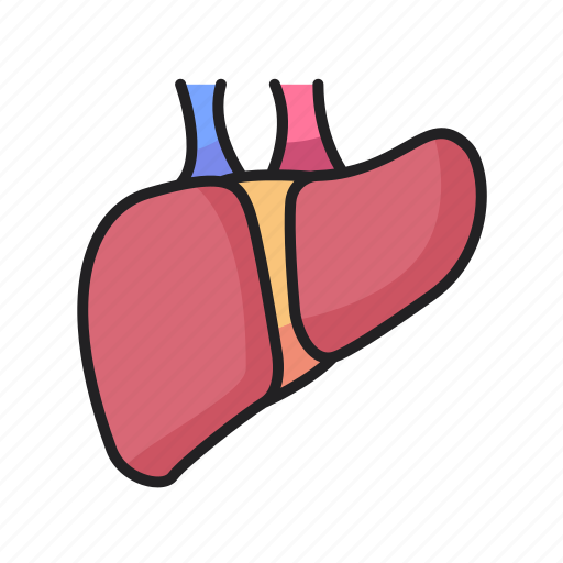 Liver, organ, anatomy, body, part icon - Download on Iconfinder
