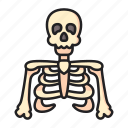 skeleton, body, part, bones, skull