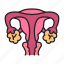 uterus, ovaries, organ, anatomy 