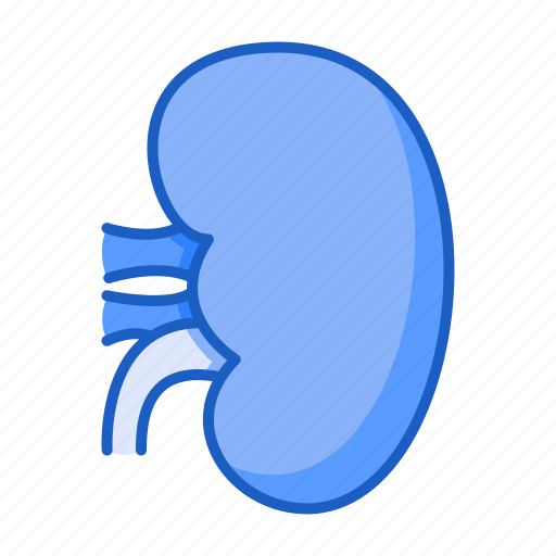 Kidney, urology, organ, human, body icon - Download on Iconfinder