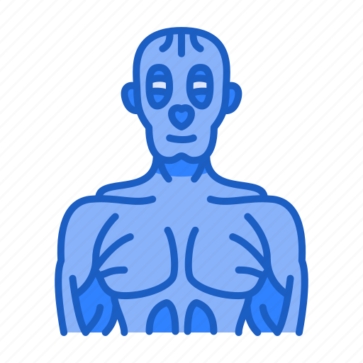 Muscle, body, organ, human icon - Download on Iconfinder