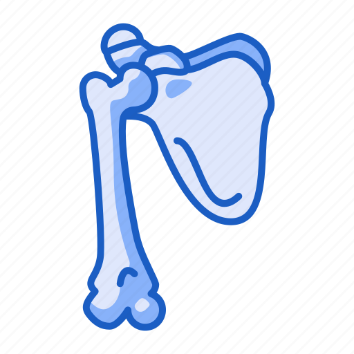 Scapula, shoulder, bone, human, anatomy icon - Download on Iconfinder