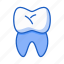 tooth, dentist, dental, human, body 