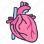 body, cardiology, heart, human, internal, medical, organ 