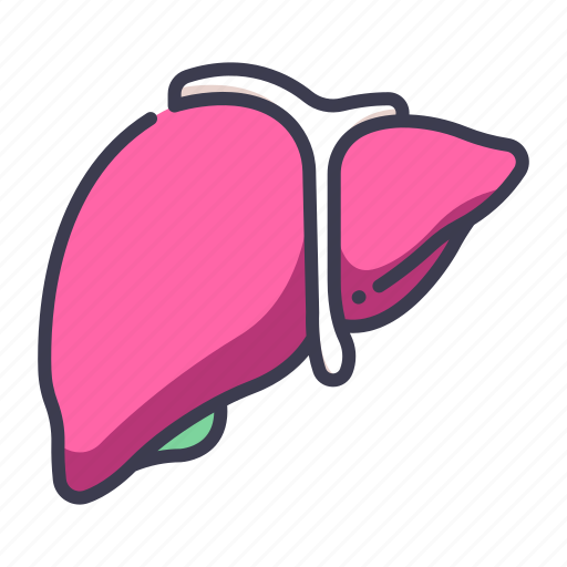 Body, health, human, internal, liver, medical, organ icon - Download on Iconfinder