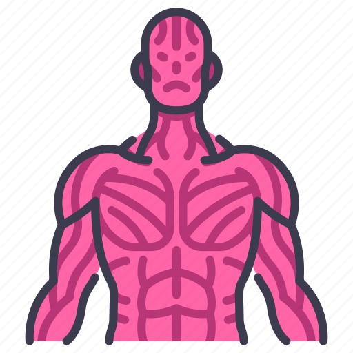 Body, internal, muscle, organ, physical, sinew, tendon icon - Download on Iconfinder