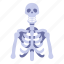 anatomy, body, bone, bones, human, skeleton, skull 
