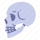 anatomy, body, bone, face, head, skeleton, skull