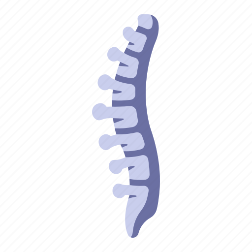 Anatomy, body, bone, human, medical, skeleton, spine icon - Download on Iconfinder