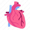 body, cardiology, heart, human, internal, medical, organ