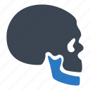bone, skeleton, skull