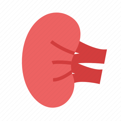 Body, human, kidney, organ icon - Download on Iconfinder