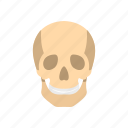 bone, dead, death, fear, human, skeleton, skull 