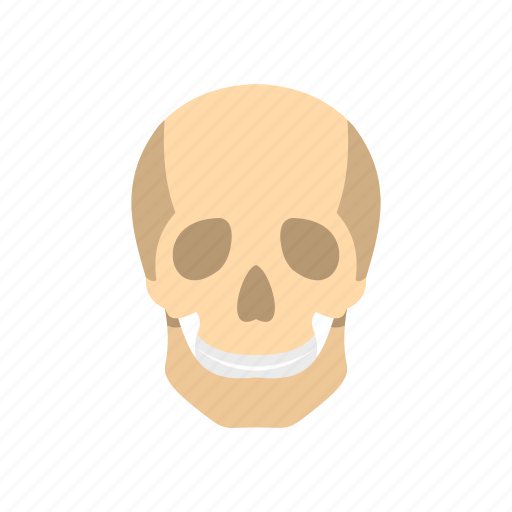 Bone, dead, death, fear, human, skeleton, skull icon - Download on Iconfinder