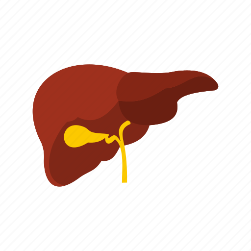 Anatomy, aorta, artery, bile, biological, biology, liver icon - Download on Iconfinder