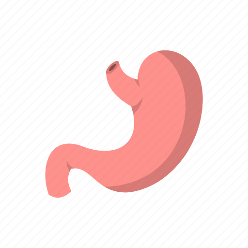 Body, colonoscopy, digestive, medicine, physiology, stomach, system icon - Download on Iconfinder