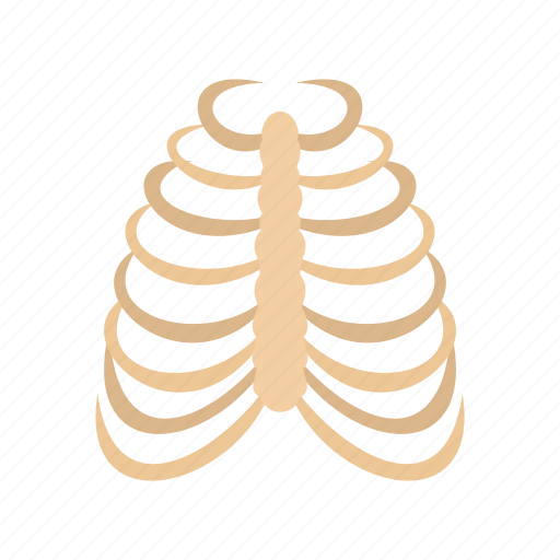 Bone, cage, human, rib, rib cage, skeleton, thorax icon - Download on Iconfinder